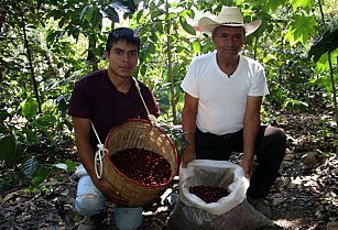 Puebla aprovecha precios récord del café: una oportunidad histórica