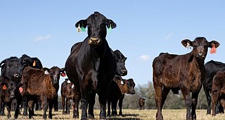 Florida emite alerta sanitaria por gusano barrenador del Nuevo Mundo