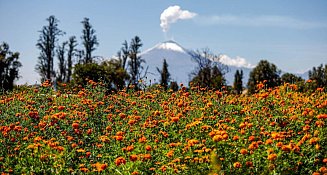 Tepeyanco se llena de vida y color con la flor de cempasúchil en Día de Muertos