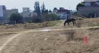 Tragedia en Yauhquemehcan: jinete pierde la vida tras caída de su caballo