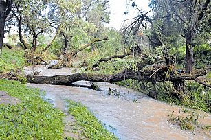 80 familias afectadas por desbordamiento del río en Ixtacuixtla: apoyo inmediato