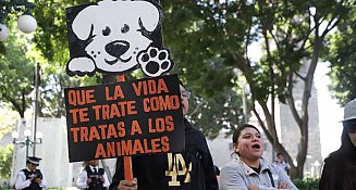 Gobierno de Puebla lucha contra el maltrato animal con cero tolerancia