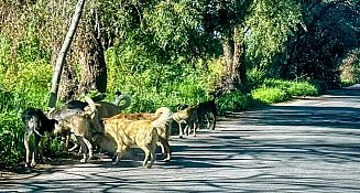 13 municipios de Tlaxcala ignoran ley contra maltrato animal