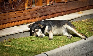 Omisiones en Tlaxcala frenan avances en la Ley de Bienestar Animal