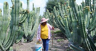 Puebla exporta 7 toneladas de pitaya a Estados Unidos