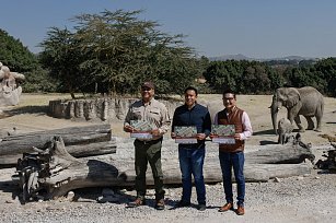 Inicia la "Campaña Verde Navidad 2024" en Puebla: reciclaje de árboles y conciencia ecológica