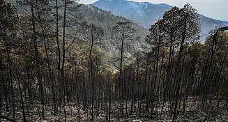 Tlaxcala inicia plan integral para reforestar y salvar su ecosistema