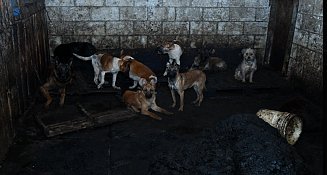 Aseguran carnicería en Mexicaltzingo por venta de carne de perro