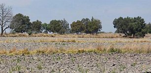 Más de 50,000 Hectáreas Abandonadas en Tlaxcala: Buscan Alternativas Rentables para el Campo