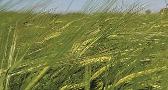 Productores de cebada logran precio justo con cervecera en Tlaxcala