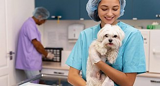La convivencia con mascotas exige mayor prevención de zoonosis
