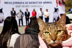 Realiza Gobierno de Cholula Mega Jornada de Esterilización