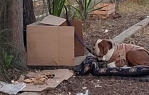 Buscan hogar para perrita abandonada cerca de la Basílica de Guadalupe; ¡ayuda ahora!