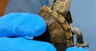 Rescatan y estudian tortuga protegida en Tlaxcala para conservar su hábitat natural