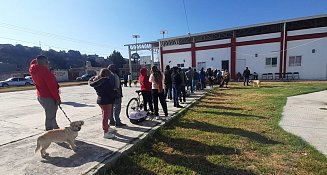 Esterilización gratuita en Tlaxcala: bienestar para perros y gatos