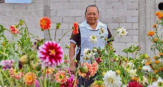 Entrega gratuita de plantas de Dalia en Huamantla: ¡Embellece tu hogar!