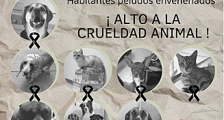 Envenenamiento de lomitos y michis en Puebla causa indignación; ofrecen recompensa para dar con el responsable