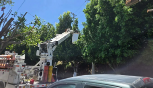 Poda de árboles en Tlaxcala genera críticas; autoridad se justifica