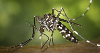 Dengue en Puebla: Reportan nuevo contagio y atención a pacientes