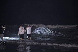 Muere ballena jorobada tras vararse en Mazatlán; autoridades activan protocolo