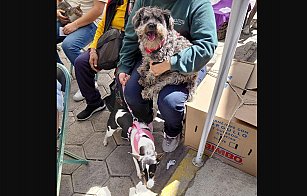 Jornadas de Bienestar Animal llegan a colonias de Puebla