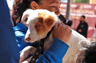 Arranca Campaña Nacional de Vacunación Antirrábica Canina y Felina 2025 en Cuautlancingo