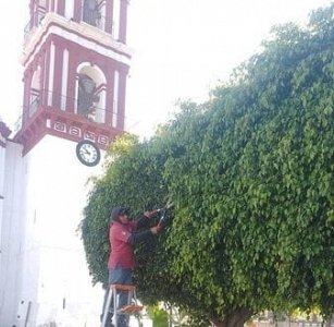 Permanente mantenimiento de áreas verdes en San Pedro Cholula