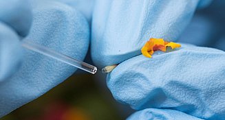 Investigación revela cómo los pesticidas afectan a los polinizadores