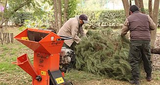 Tlaxcala impulsa árboles de Navidad y reciclaje para proteger bosques