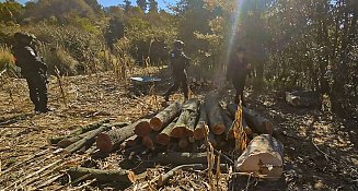 Coordinación entre Tlaxcala y Puebla logra decomiso de madera en la Malinche