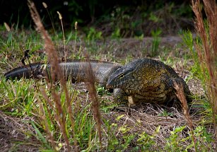 Florida intensifica reportes de reptiles invasores con divulgación comunitaria