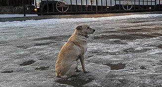 Perrita espera a su dueño que falleció en el hielo del río Ufá en Rusia