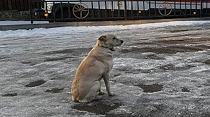 Perrita espera a su dueño que falleció en el hielo del río Ufá en Rusia