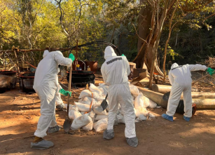 Desmantelan el mayor laboratorio de droga sintética de "Los Mayos" en Sinaloa