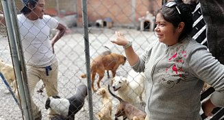 Refugio “Huellitas con Alma” asegura compromiso con los peludos, no cierra sus puertas