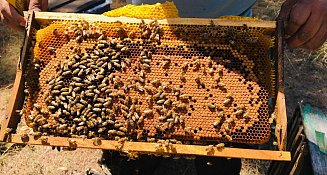 Conmemora Gobierno del Estado el Día mundial de las abejas y el Día nacional de los polinizadores