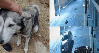 Suspenden a oficial que atropelló a can en Tecopilco; denuncian ante FGJE 