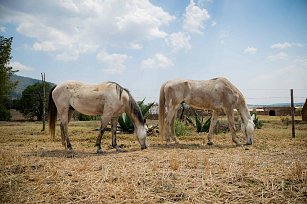 Cuacolandia se muda a Tlaxco, Tlaxcala para crecer y salvar más equinos