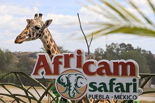 Estrenan documental sobre el rescate de la jirafa Benito en Africam Safari