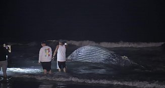 Muere ballena jorobada tras vararse en Mazatlán; autoridades activan protocolo