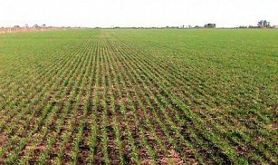 Agricultura inicia pagos de Producción para el Bienestar en todo México