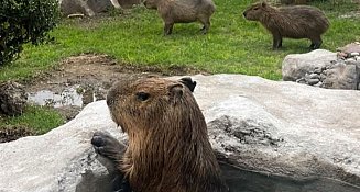 ¡Nada fuera de cuidado! Aclara Zoológico del Altiplano presuntas deficiencias e irregularidades