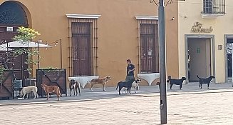 Urge OCPA homologación de multas por maltrato animal en Tlaxcala 