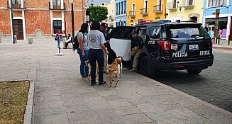 Pondrán en adopción a canes que circulaban en la Capital Tlaxcalteca 