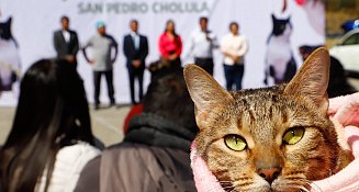 Realiza Gobierno de Cholula Mega Jornada de Esterilización