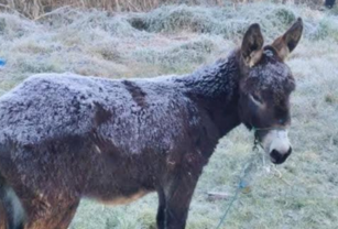 Heladas afectan cultivos y animales en Santa Catarina Otzolotepec, Puebla