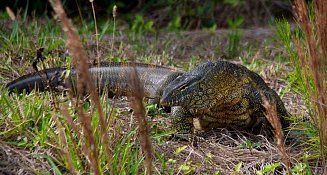 Florida intensifica reportes de reptiles invasores con divulgación comunitaria