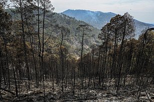 Tlaxcala inicia plan integral para reforestar y salvar su ecosistema