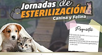 Esterilización gratuita en Atlixco: protege a tu mascota este febrero