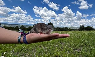 Estudian investigadores de Estación científica La Malinche a ratón espinoso